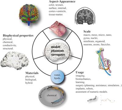 A Minireview on Brain Models Simulating Geometrical, Physical, and Biochemical Properties of the Human Brain